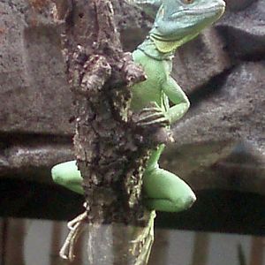 Plumed Basilisk (Basiliscus plumifrons)