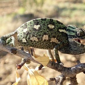 Common Chameleon (Chamaeleo chamaeleon)