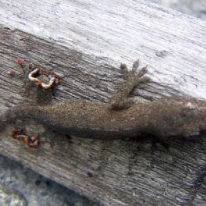 Common House Gecko (Hemidactylus frenatus)