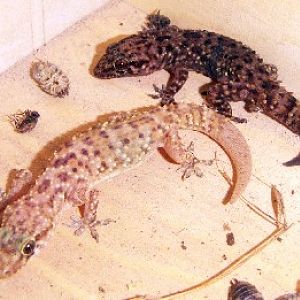 Mediterranean House Gecko (Hemidactylus turcicus)