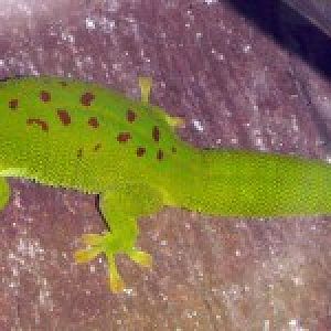 Madagascar Day Gecko (Phelsuma madagascariensis)