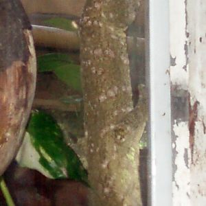 New Caledonian Giant Gecko (Rhacodactylus leachianus)