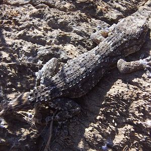 East Canary Gecko (Tarentola angustimentalis)