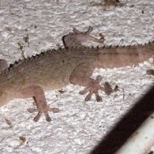 Common Gecko (Tarentola mauritanica)