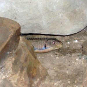 Sudan Plated Lizard (Gerrhosaurus major)