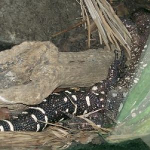 Beaded Lizard (Heloderma horridum)