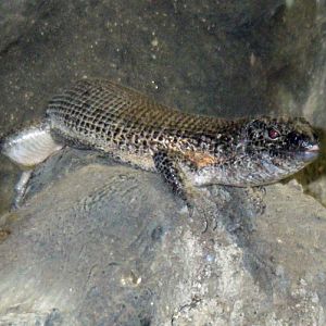Southeastern Girdled Lizard (Zonosaurus maximus)