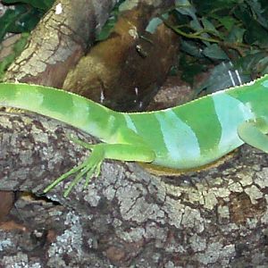 Fiji Banded Iguana (Brachylophus fasciatus)