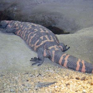 Gila Monster (Heloderma suspectum)