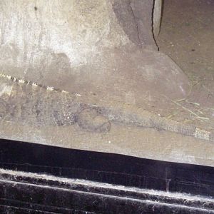 Black Iguana (Ctenosaura similis)