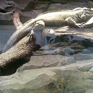 Rhinoceros Iguana (Cyclura cornuta)
