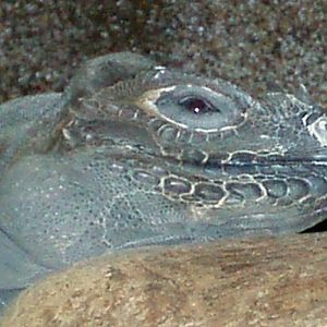 Rhinoceros Iguana (Cyclura cornuta)