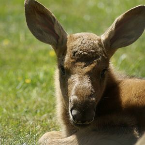2 day old Moose calf