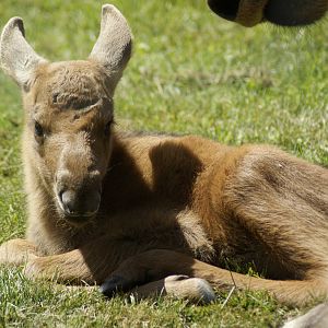 2 day old Moose calf
