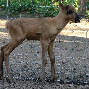 European forest reindeer / Rangifer tarandus fennicus (calf female, born 14
