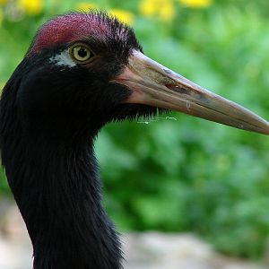 Grus nigricollis / Black-necked Crane (female), 21-05-2011