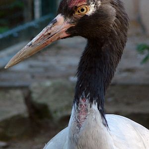 Grus nigricollis / Black-necked Crane (male), 21-05-2011