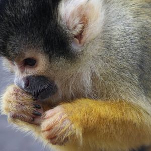 Squirrel Monkey