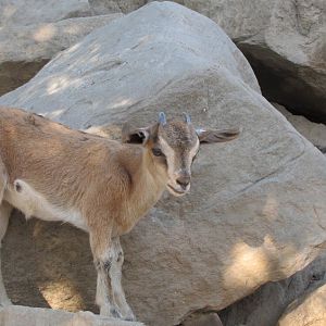 ibex bezoar baby(dezful zoo)