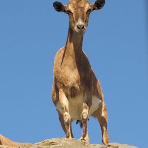female ibex bezoar(dezful zoo)