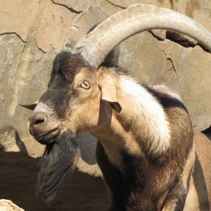 male ibex bezoar(dezful zoo)