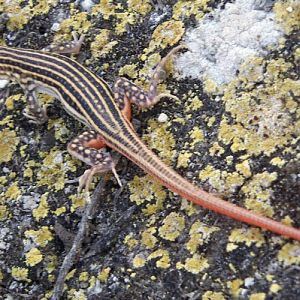 Spiny-footed Lizard (Acanthodactylus erythrurus)