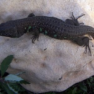 Atlantic Lizard (Gallotia atlantica)