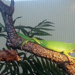 Unknown iguanid in Madrid Zoo, Spain