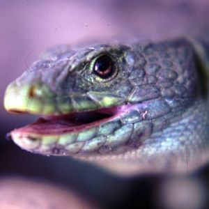 Ocellated lizard (Lacerta (Timon) lepida)