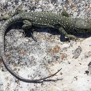 Ocellated lizard (Lacerta (Timon) lepida)