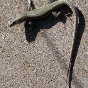 Iberian Wall Lizard (Podarcis hispanica)
