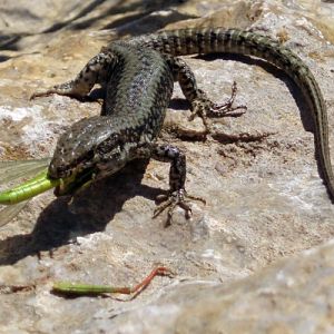 Common Wall Lizard (Podarcis muralis)