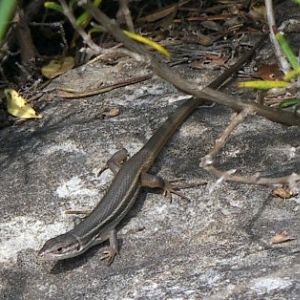 Large Psammodromus (Psammodromus algirus)