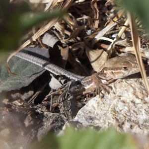 Unknown lizard - maybe Takydromus sp?