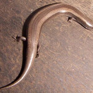 Bedriaga's Skink (Chalcides bedriagai)