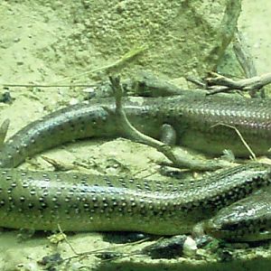 Ocellated Skink (Chalcices ocellatus)
