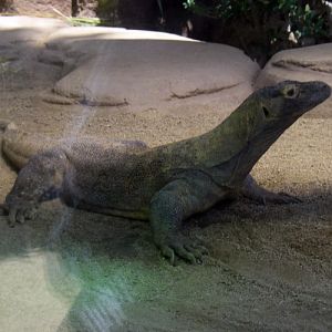 Komodo Dragon (Varanus komodensis)