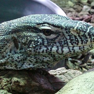 Nile Monitor (Varanus niloticus)