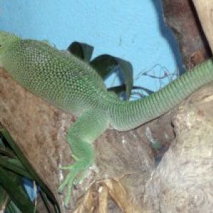 Green Monitor (Varanus prasinus)