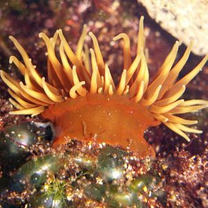 Beadlet Anemone (Actinia equina)