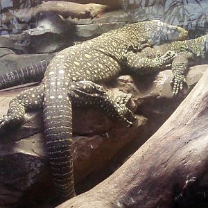 Papuan Monitor (Varanus salvadorii)