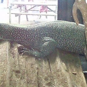 Water Monitor (Varanus salvator)