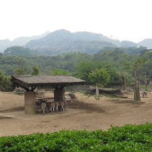 African zone - Zebra exhibit