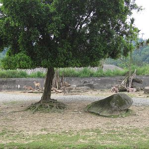 African zone - Eland and Gemsbok exhibit