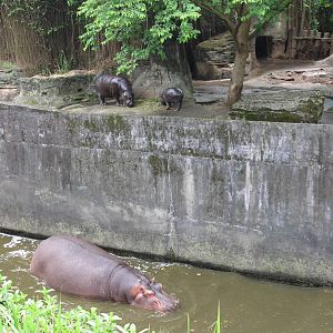 African zone - Nile and Pygmy Hippo exhibit