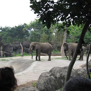 African zone - Elephant exhibit