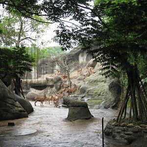 African zone - Aoudad exhibit