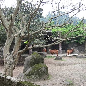 African zone - Bongo exhibit