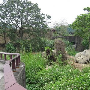 African zone - White Rhino exhibit