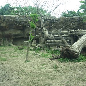 African zone - Lion exhibit